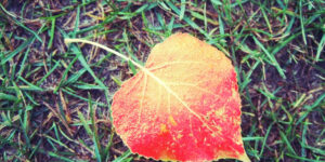 Red-orange leaf on green grass background.