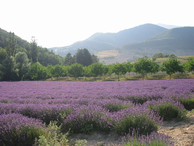 lavenders-in-the-sun-1538100-640x480