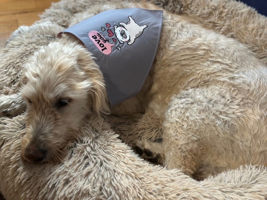 dog bandana in large size 