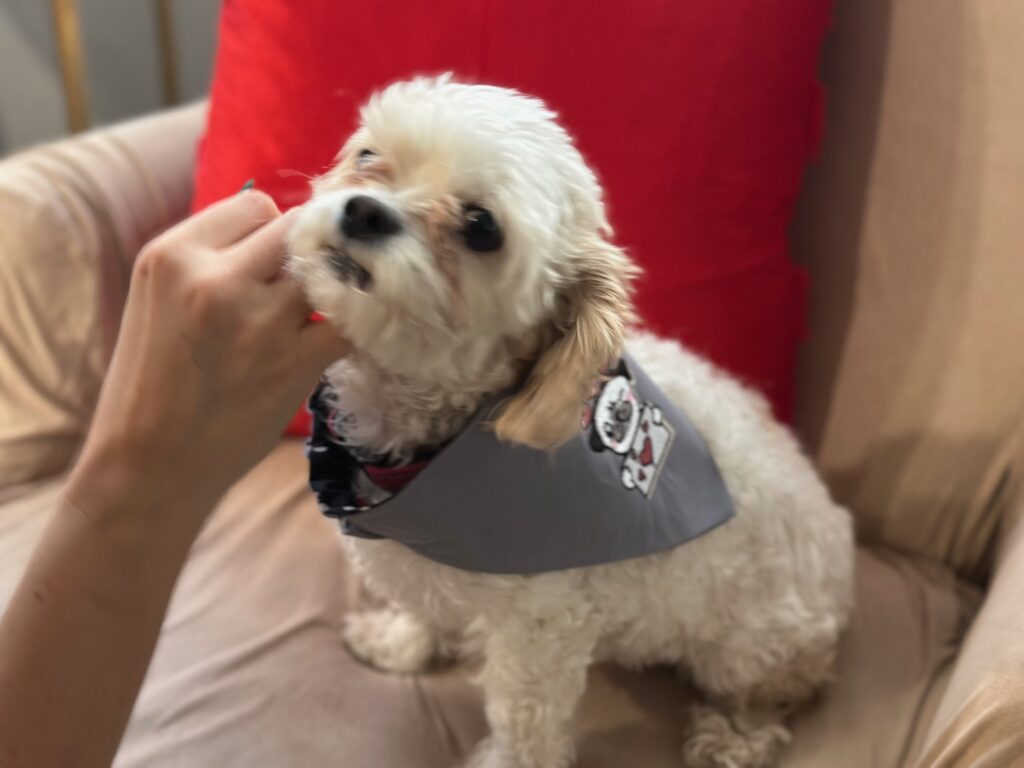 testing fit on Kobe for dog bandana