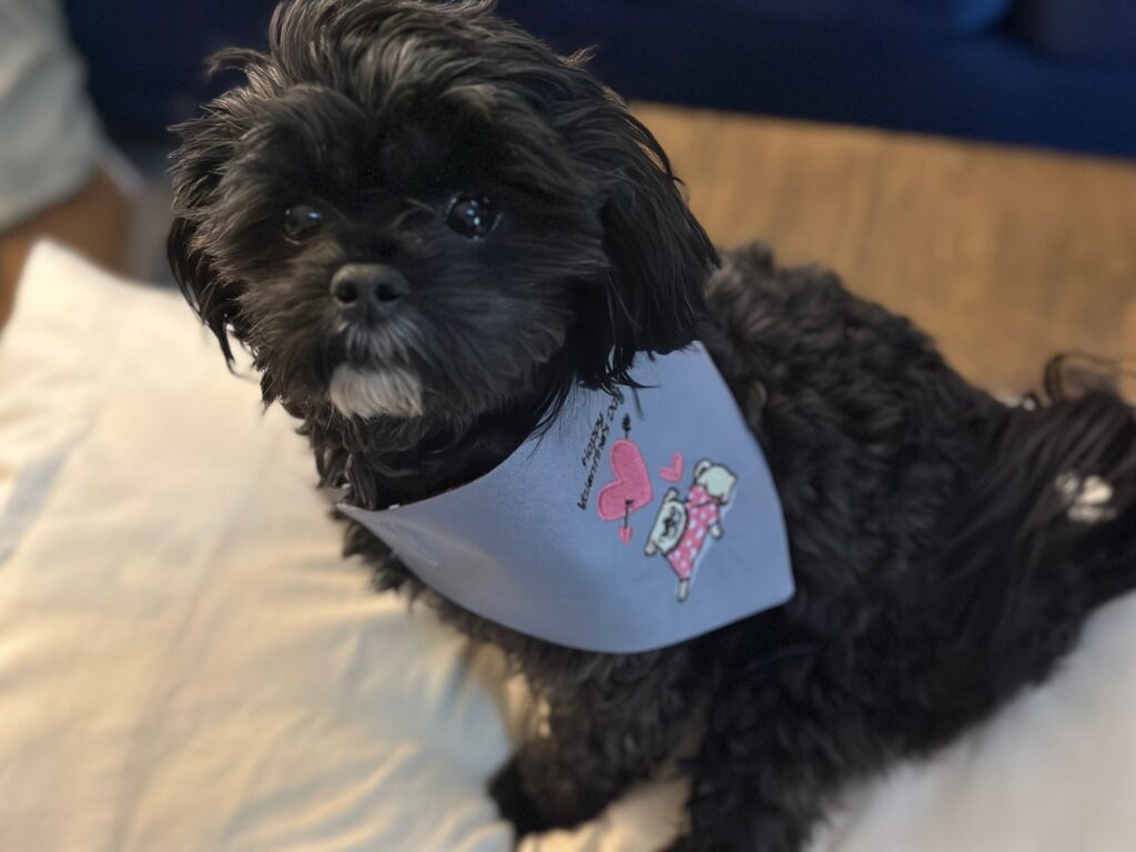 dog bandana on Frankie